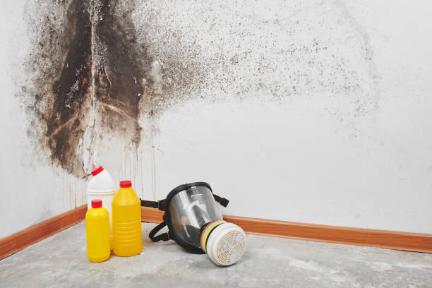 Best Residential Mold Removal  in New Middletown, OH