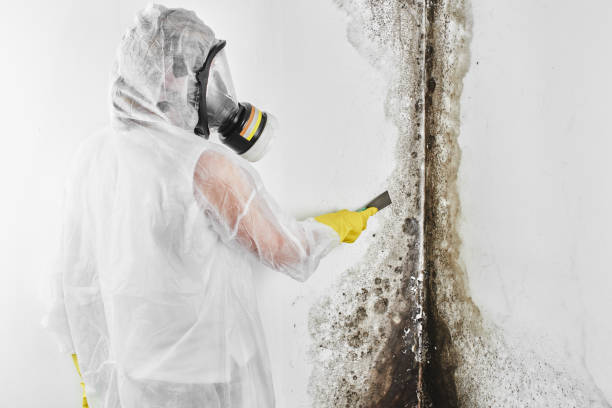 Best Certified Mold Removal  in New Middletown, OH