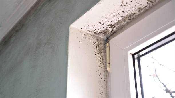Best Commercial Mold Removal  in New Middletown, OH