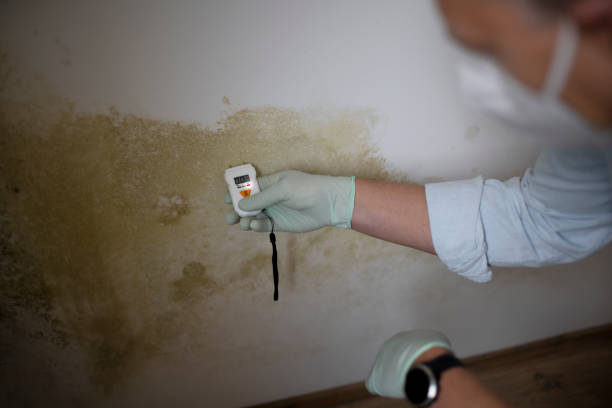 Best Mold Removal Company Near Me  in New Middletown, OH