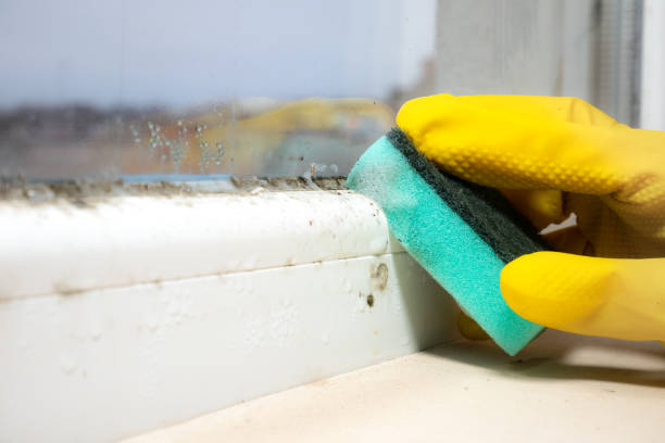 Best Mold Cleaning Services  in New Middletown, OH