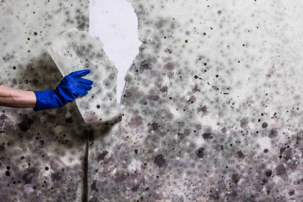 Best Professional Mold Removal  in New Middletown, OH