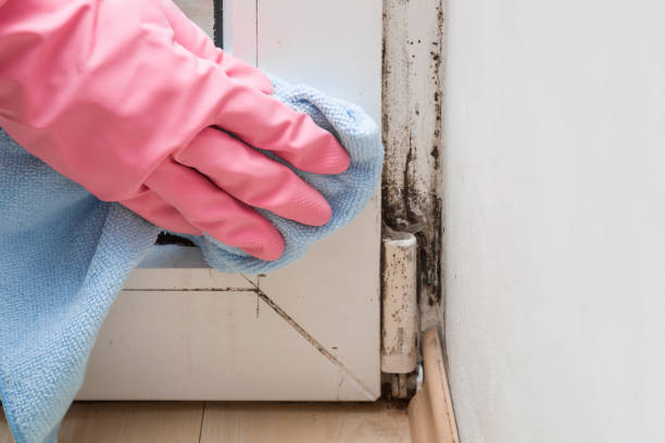 Office Mold Removal Services in New Middletown, OH