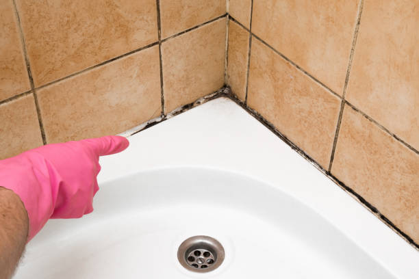 Best Mold Removal Near Me  in New Middletown, OH