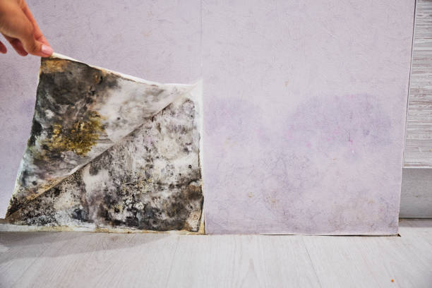Best Fast Mold Removal  in New Middletown, OH